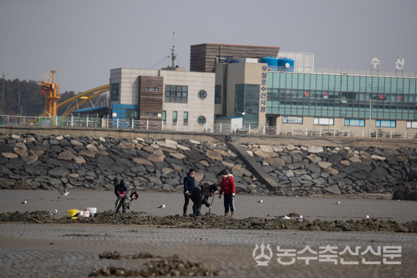지난해 수산자원관리법 개정으로 광역자치단체가 비어업인의 수산생물 포획·채취기준을 조례로 정할 수 있게 됨에 따라 강원도가 비어업인의 수산자원 포획·채취 관리 기준에 관한 조례안을 입법예고했고 다른 시·도도 조례 제정을 준비하고 있다. 이에 수산업계에선 조례에 포획·채취 마릿수와 해루질 가능 시간을 포함해야 한다는 의견이 나온다.
