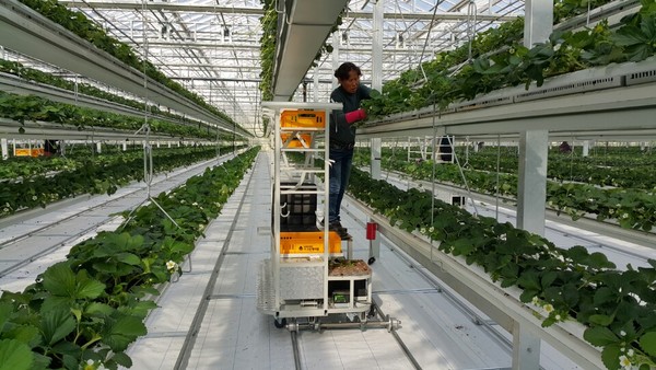 딸기 재배 스마트팜 전경.