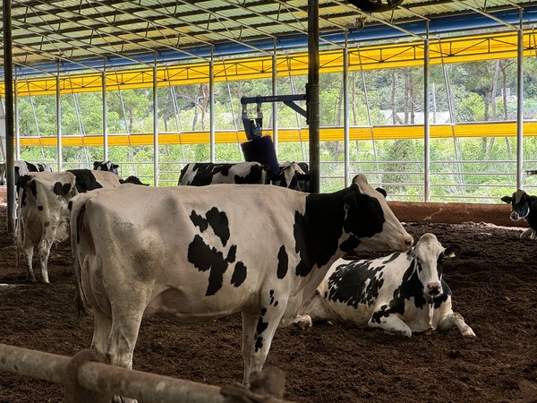 '2023 코리아 홀스타인 스프링쇼'에서 주니어 챔피언을 수상한 '용소 까모 유닉스 272호'.