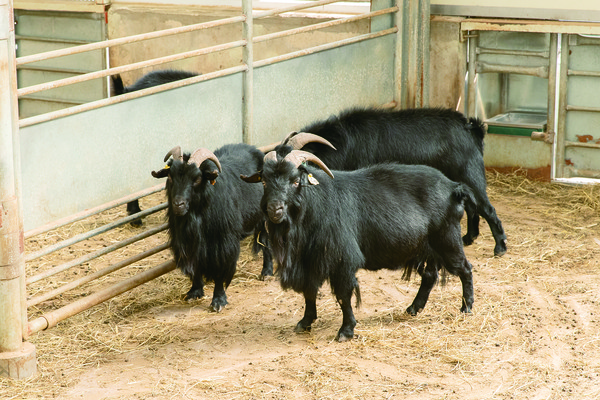 염소산업이 확대되고 있는 가운데 우량종축 확보와 등급판정 기준에 대한 필요성이 제기됐다.