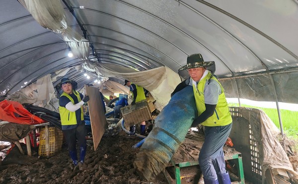 17일 농협서울본부는 대전시 농가에서 노사가 함께 집중호우 피해농가 수해복구를 하며 농가의 일손을 도왔다.(사진 오른쪽 김상수 농협서울본부장)