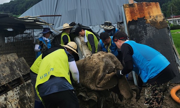 범서울농협 임직원 30여명이 집중호우로 피해를 입은 대전시 농가의 침수 피해 복구 작업을 하며 구슬땀을 흘리고 있다.