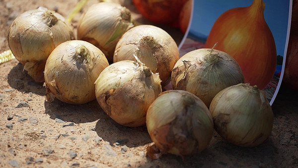 동오시드 조생종 양파 품종 '땡큐볼'
