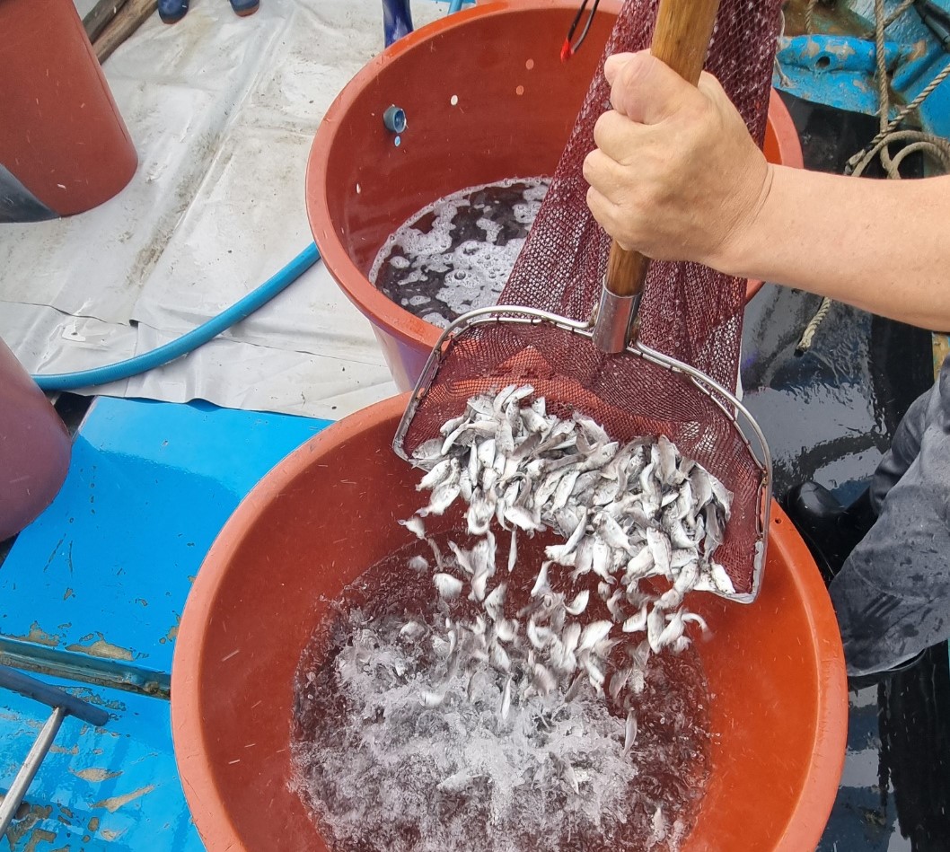 당진시 해안에 참돔 종자 35만 마리를 방류하고 있는 모습