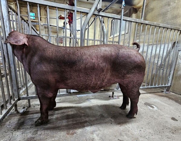 올해 한국형 종돈으로 선발된 '두록'.