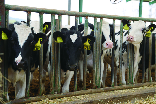 농식품부는 유지방 최고구간 인센티브 조정과 더불어 체세포수, 세균수 등과 같은 위생기준의 가격 또한 조정할 방침이다.