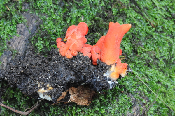 맹독성 버섯인 붉은사슴뿔버섯. 영지버섯과 유사하므로 각별한 주의를 요구한다.