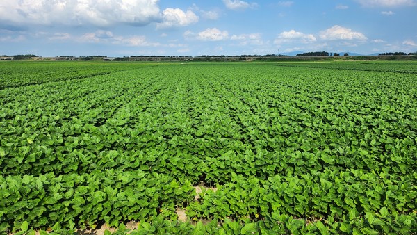  땅속 배수 논콩 재배지