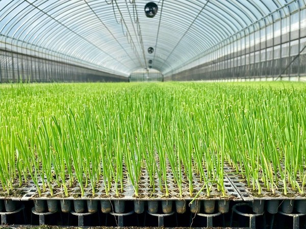 시설에서 기계 심기용 양파 모종이 자라는 모습