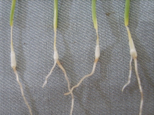 잘록병 피해를 본 양파 모종