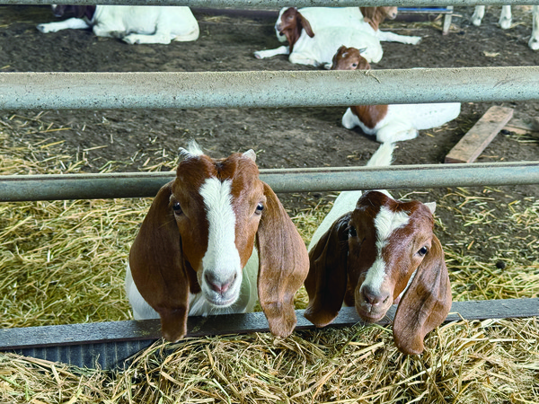 얼룩목장은 보어만을 사육하는 곳으로 염소 분양만을 전문으로 하고 있다.