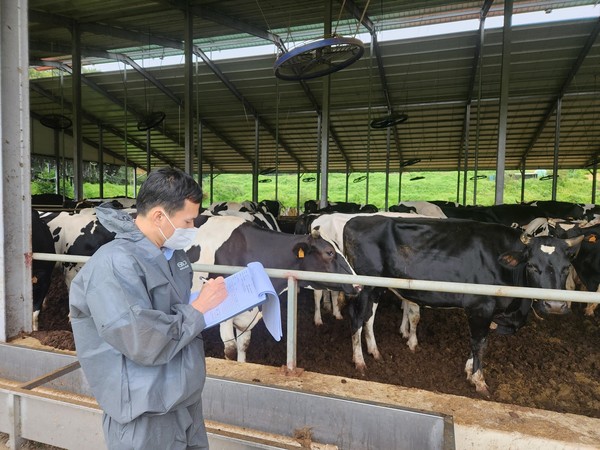 축산물품질평가원 담당자가 소 사육 농장의 사육 마릿수와 사육 현황 등의 사육 단계 이력제 이행 실태를 평가하고 있다.