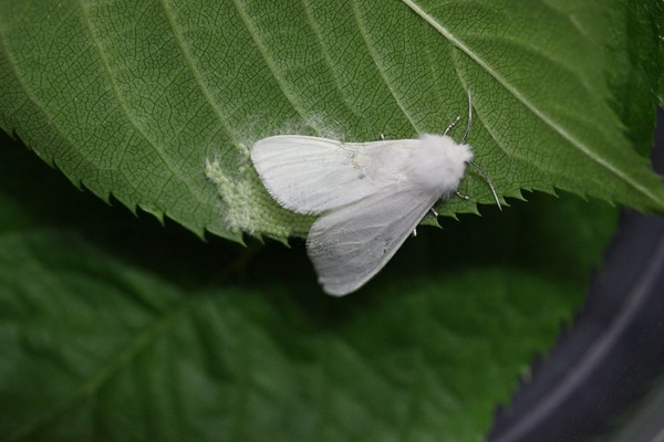 미국흰불나방 성충