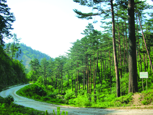 울진 소광리 임도.