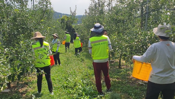 농협서울본부 임직원들이 10일 명절과 본격적인 수확철을 맞아 포천시 농가에서 일손돕기를 하고 있다.