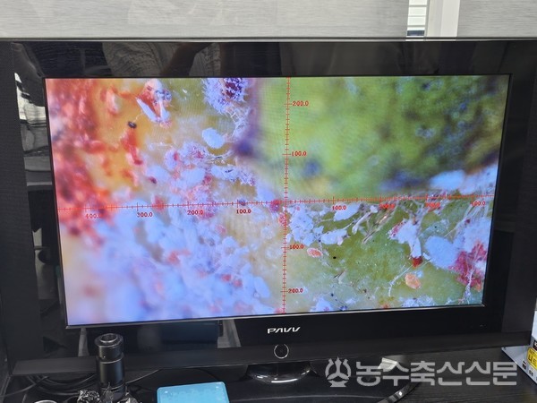 병해충 피해를 입은 사과를 디지털현미경을 통해 고배수로 확대한 모습.