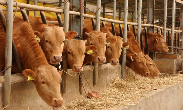 사료를 먹고 있는 한우들, 사진은 본 기사와 직접적인 관련은 없음.