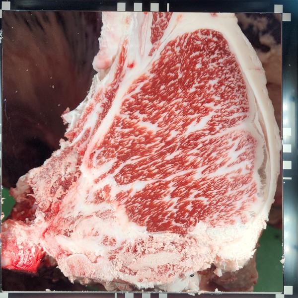 제27회 전국한우능력평가대회 28개월령 이하 사육기간단축부문 수상축 사진.