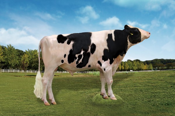 한국형 보증씨수 '타우러스'