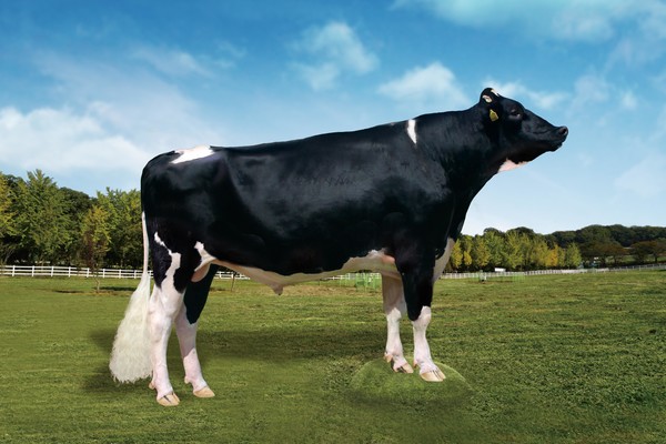 한국형 보증씨수소 '밀크'