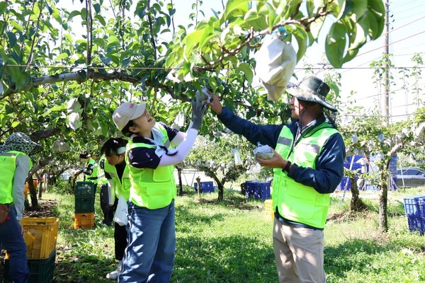 김상수 농협서울본부장이 대학생들과 배를 수확하며 일손을 돕고 있다.