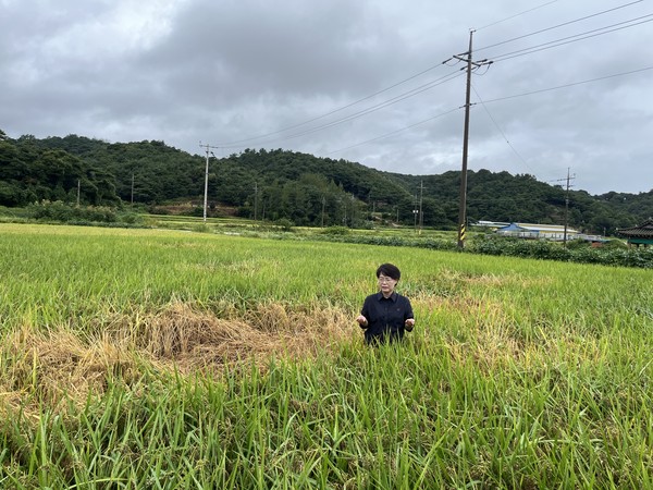 지난 20일 전남 영광군 벼멸구 피해 현장을 방문한 전종덕 의원.