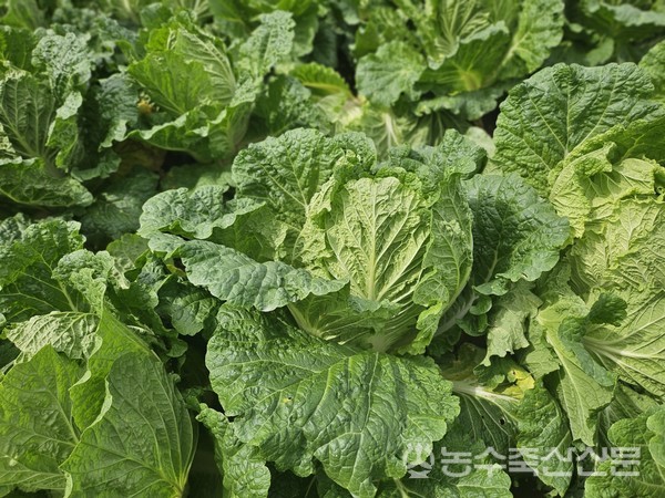 무름병 없이 잘 자라고 있는 배추.  