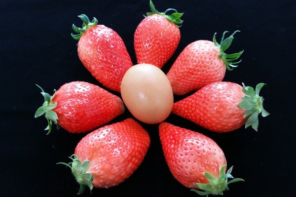 충남도농기원 딸기연구소에서 개발한 '킹스베리'.