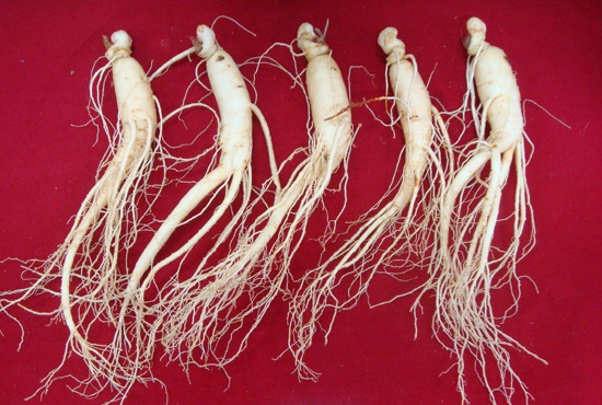 충남도농업기술원 인삼약초연구소에서 개발한 인삼 '금선'