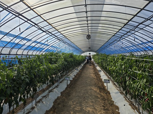 전시포에서는 종자기업과 기관이 출품한 품종들의 실제 재배가 이뤄져 참관객이 직접 농산물을 살펴볼 수 있도록 조성됐다.