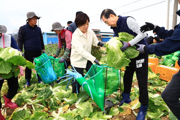 한덕수 국무총리(오른쪽)이 직접 배추수확 작업을 하고 있다.
