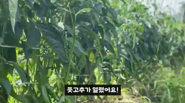 청년농부의 유기농 풋고추 농사 여정을 담은 브이로그 영상 캡쳐