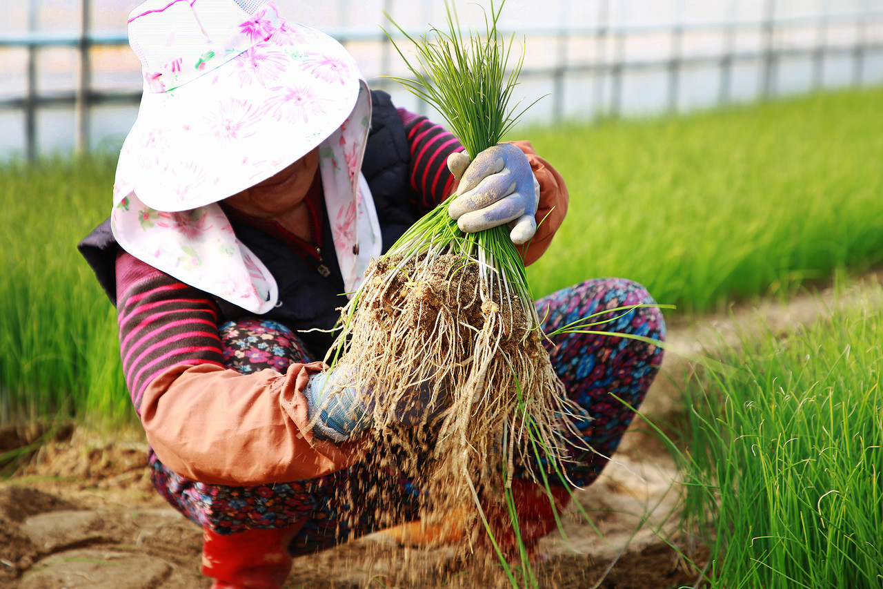 지난해 서산시 해미면 한 농가에서 달래를 수확하고 있는 모습