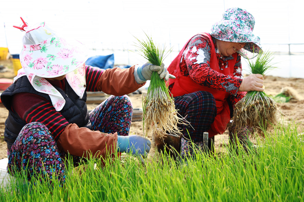 지난해 서산시 해미년 한 농가에서 달래를 수확하는 모습