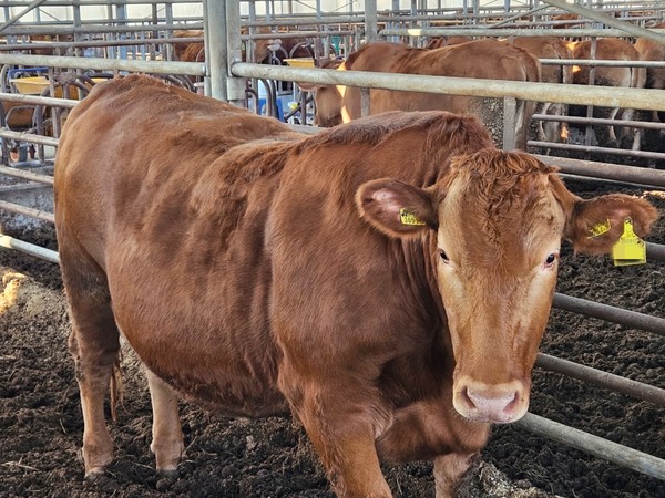 제27회 전국한우능력평가대회 대통령상 수상축.