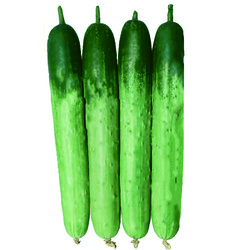 경농 동오시드 '설향백다다기'.