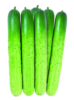 농우바이오 '단청백다다기'.