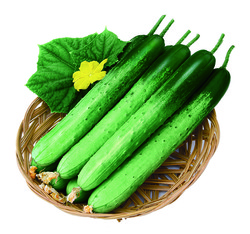 팜한농 '더푸른백다다기'.