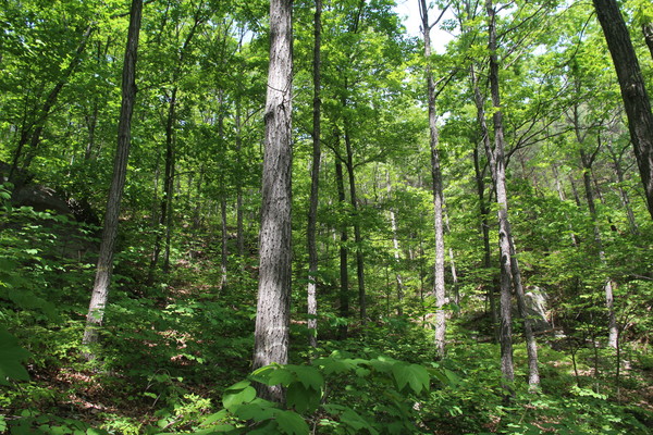  지구온난화에 따른 기후변화와 환경·사회·지배구조(ESG) 경영 확산에 따라 기업활동에서 탄소중립이 중요해지고 있다. 이에 탄소중립의 첫걸음인 탄소 배출량 산정의 중요성이 높아지고 있으며 이에 기초해 산림탄소크레딧을 활용하려는 움직임도 늘고 있다.