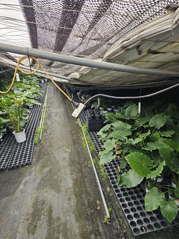 대설 피해를 입은 충북 음성의 한 화훼 농가의 하우스 모습.