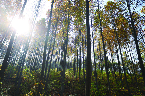 충남 청양군 비봉면에 있는 비봉 지구 선도산림경영단지의 아름다운 숲속 풍경. 청양군산림조합은 비봉 지구 선도산림경영단지를 대리경영하면서 지역 산림경영의 돌파구를 모색하고 있다.