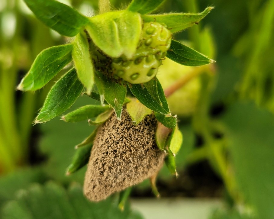 잿빛곰팡이가 핀 딸기 모습