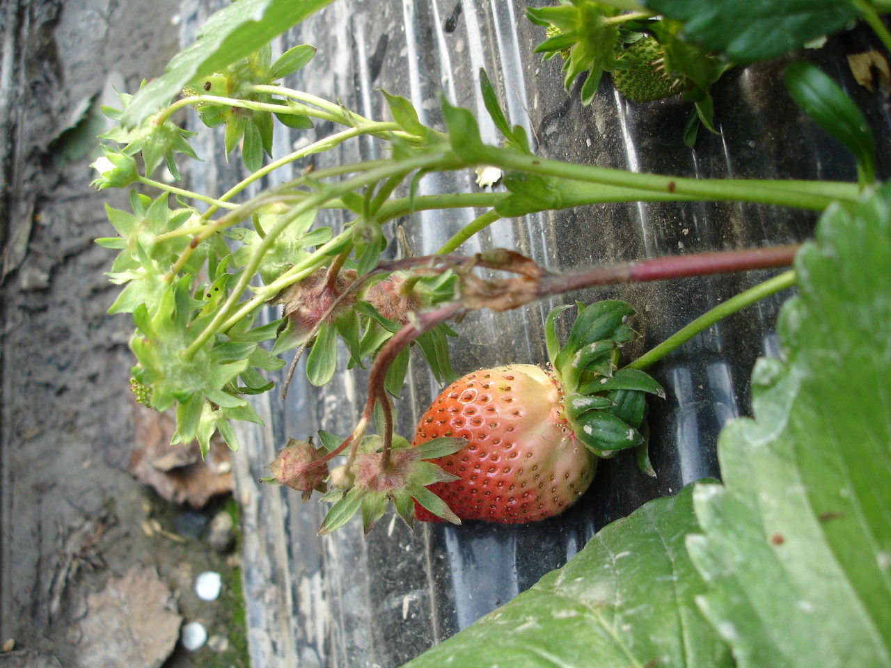 꽃받침이 갈변하고 있는 모습