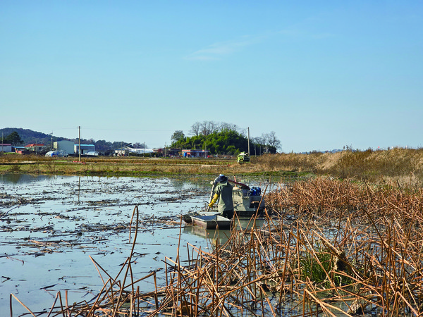 연근은 매년 8월부터 이듬해 6월 초까지 꾸준한 수확이 가능하지만 수중 작업이 필요해 숙련된 인력이 필요하다.