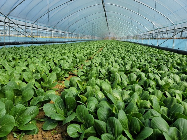 재배 중인 청경채 '임펙트' 품종.