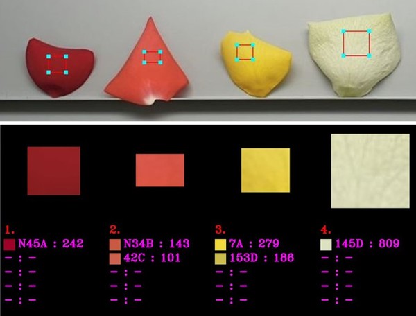 색채영상분석 프로그램. 꽃잎사진을 찍어 색상 판별이 가능하다.