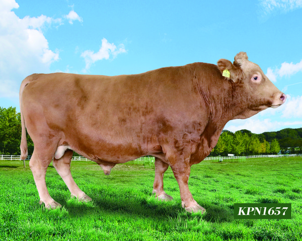 2024년 하반기 한우보증씨수소로 선발된 KPN 1657.