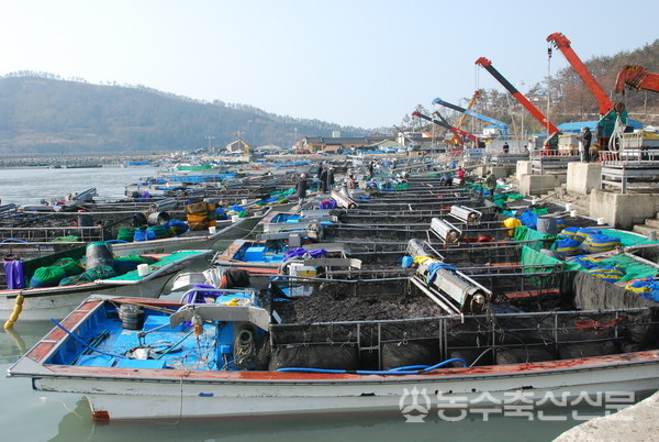 김 가격상승에 따른 위판액 증가로 지난해 일선 수협의 위판액이 큰 폭으로 늘었다. 사진은 전남지역의 김 위판장 전경.