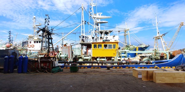 올해부터 노후 수입선박에도 질소산화물 배출규제가 도입되며 선망업계의 어려움이 커지고 있다. 사진은 부산공동어시장에 정박중인 대형선망어선.