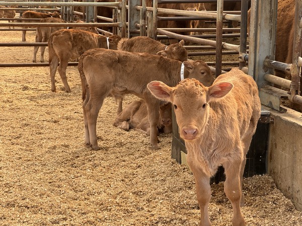 올해부터 적용된 도축비 인상율이 도축장마다 다른 것으로 나타났다. 설 이후 한우 가격하락이 가팔라질 것으로 보여 오른 도축비까지 농가들에게는 이중고가 될 것으로 보인다.